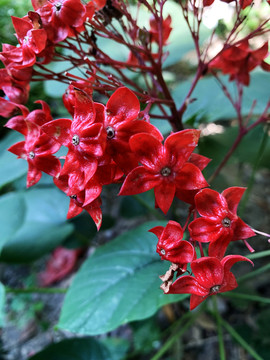 狀元紅網(wǎng)，揭秘4987精準(zhǔn)資料的秘密，狀元紅網(wǎng)揭秘，精準(zhǔn)資料4987背后的秘密