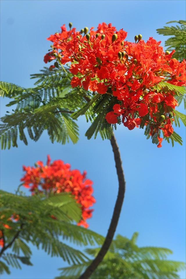 狀元紅，揭秘4987最準(zhǔn)最快的秘密武器，狀元紅，揭秘最準(zhǔn)最快的秘密武器 4987