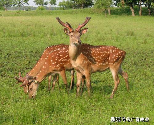 6566cc澳彩資料大全