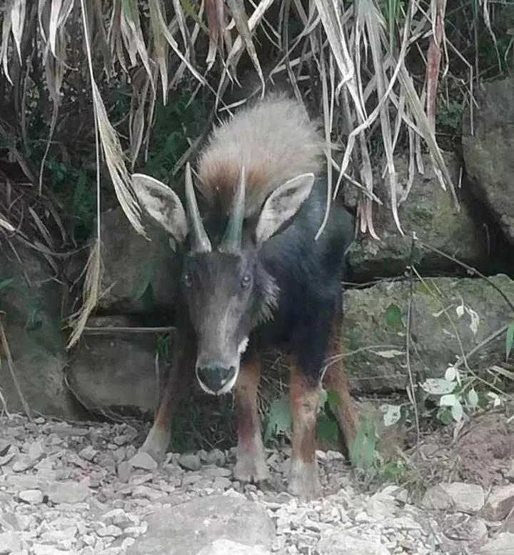 揭秘四不像一肖圖王中王身份之謎——探尋背后的神秘人物，揭秘四不像一肖圖王中王背后的神秘人物身份之謎