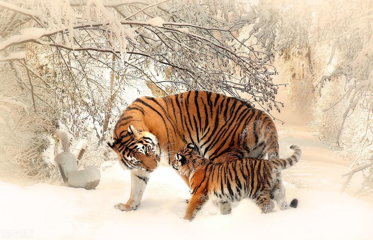 揭秘十二生肖之王，20一肖動物圖王中王，揭秘十二生肖之王，揭秘圖王中的動物之王