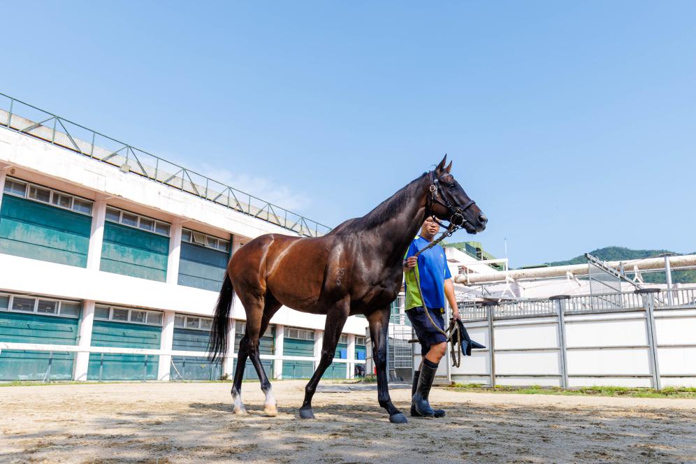 香港賽馬，77777與88888的激情碰撞，香港賽馬盛宴，激情碰撞的77777與88888對(duì)決