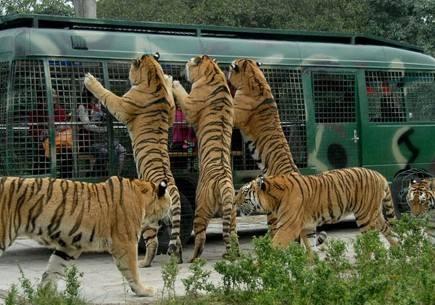 中國十大野生動(dòng)物園排名，探索自然奧秘的理想之地，中國十大野生動(dòng)物園排名揭曉，自然奧秘的理想探索地