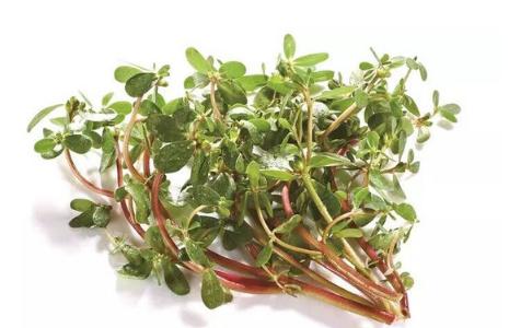 馬齒莧的營(yíng)養(yǎng)價(jià)值與美味食用方法，馬齒莧的營(yíng)養(yǎng)價(jià)值及美味食用方法探索