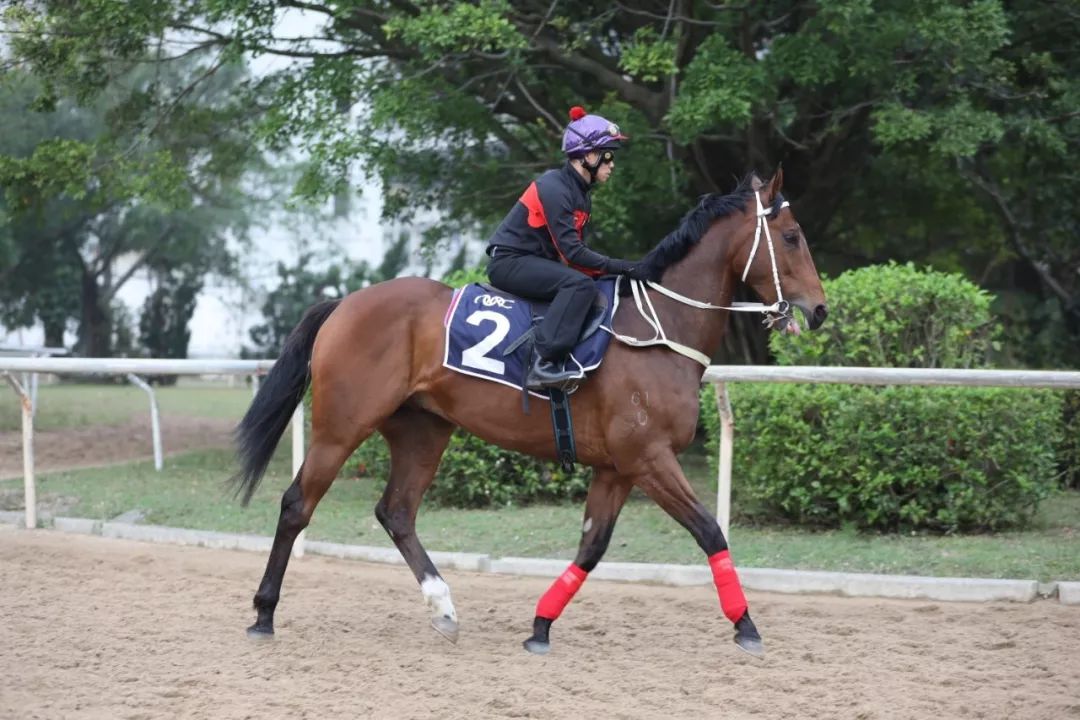 澳門賽馬會介紹，澳門賽馬會，賽馬文化深度解析