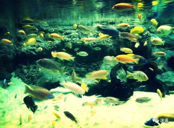 上海海洋水族館圖片，探索奇妙的海洋世界，上海海洋水族館，探索奇妙的深海奧秘圖片集