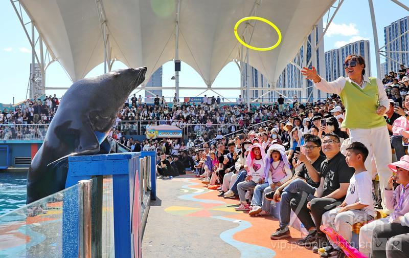 新澳2025今晚開獎結(jié)果揭曉，期待與驚喜并存，新澳2025今晚開獎結(jié)果揭曉，期待與驚喜交織的時刻