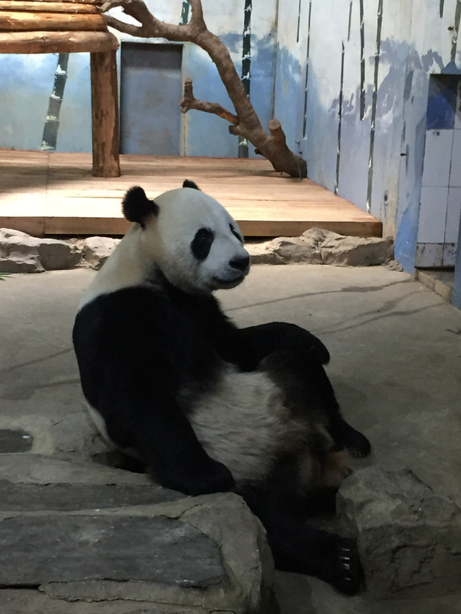 成都動(dòng)物園一日游攻略，精彩紛呈的一天，成都動(dòng)物園一日游攻略，精彩紛呈的一天體驗(yàn)