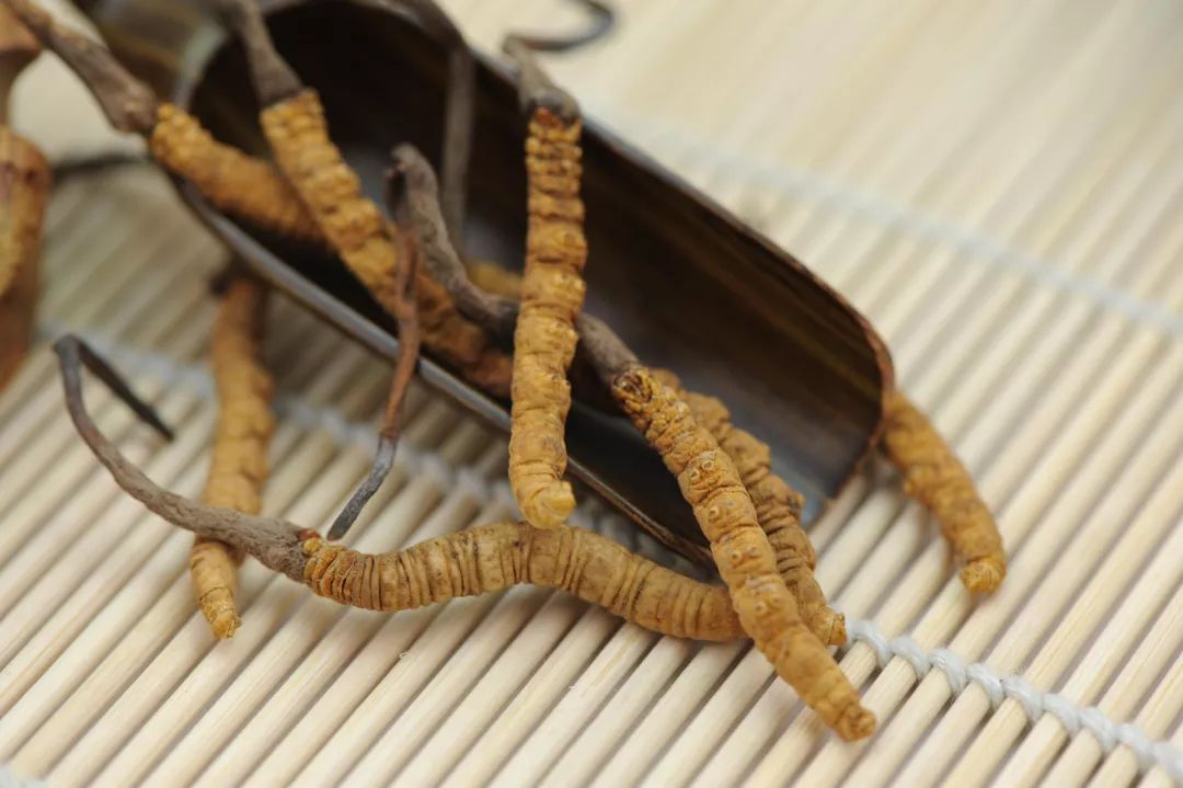 冬蟲(chóng)夏草圖片，探尋神秘的草藥世界與珍貴圖片展示，冬蟲(chóng)夏草圖片，探尋草藥世界的神秘與珍貴圖片展示