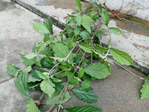 風(fēng)濕最怕三種草藥，了解并合理利用，助力健康，風(fēng)濕克星，三種草藥助你健康擺脫困擾