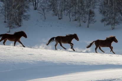 王中王一肖必中四不像，神秘現(xiàn)象解析與SEO洞察，王中王一肖四不像現(xiàn)象解析與SEO洞察揭秘