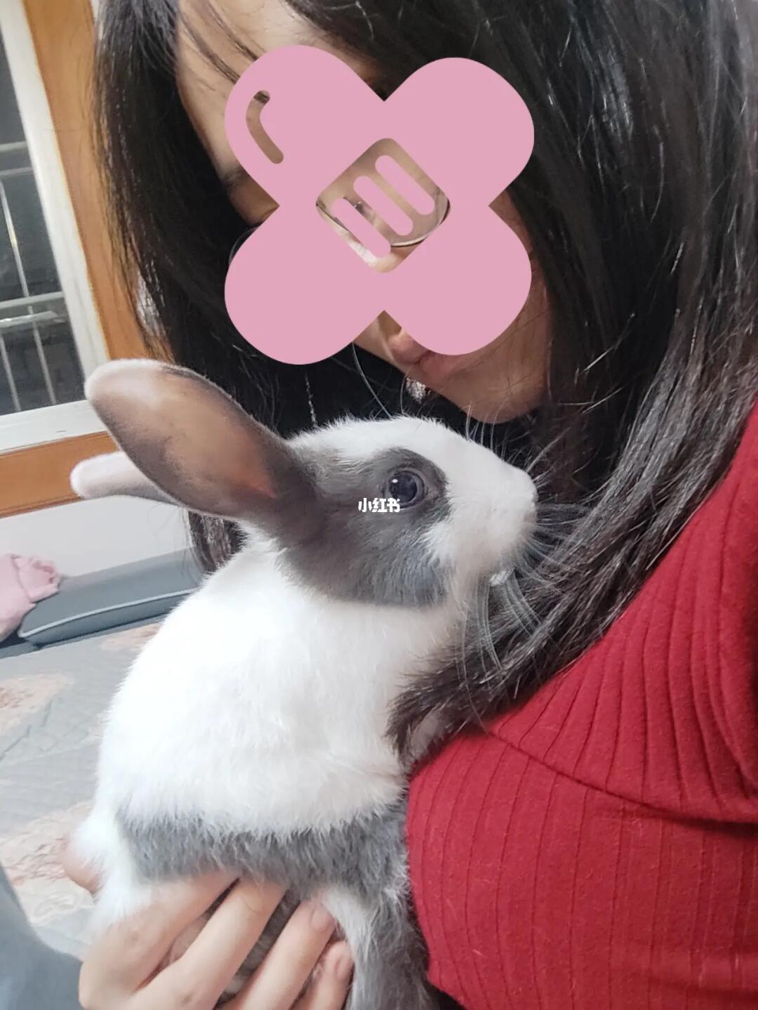 探索美食之旅，如何優(yōu)雅地享受小兔子美食——一種獨(dú)特的姿勢分享，優(yōu)雅品味小兔子美食，一場獨(dú)特的美食探索之旅