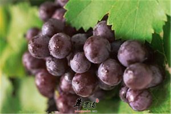 孕婦能否吃葡萄？營養(yǎng)專家為您解答疑惑，孕婦可以吃葡萄嗎？營養(yǎng)專家解答關(guān)于孕婦飲食的疑惑