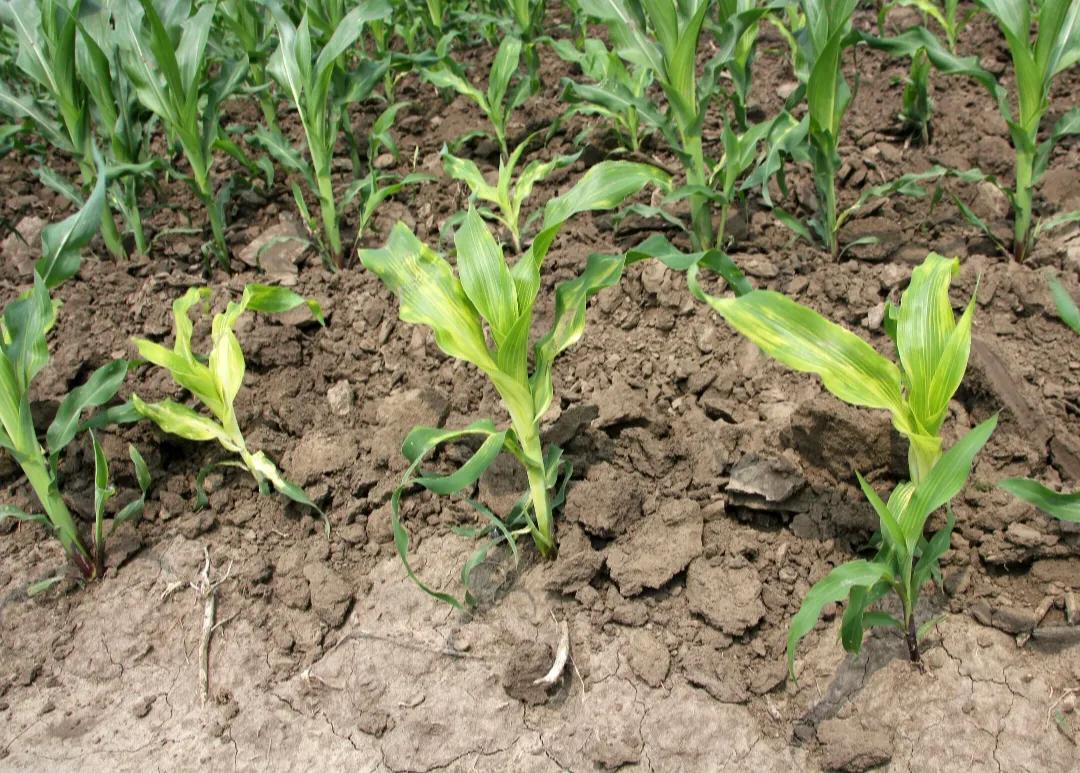 缺鋅的癥狀，揭示隱藏的健康警示，缺鋅癥狀揭秘，隱藏的健康警示標(biāo)志