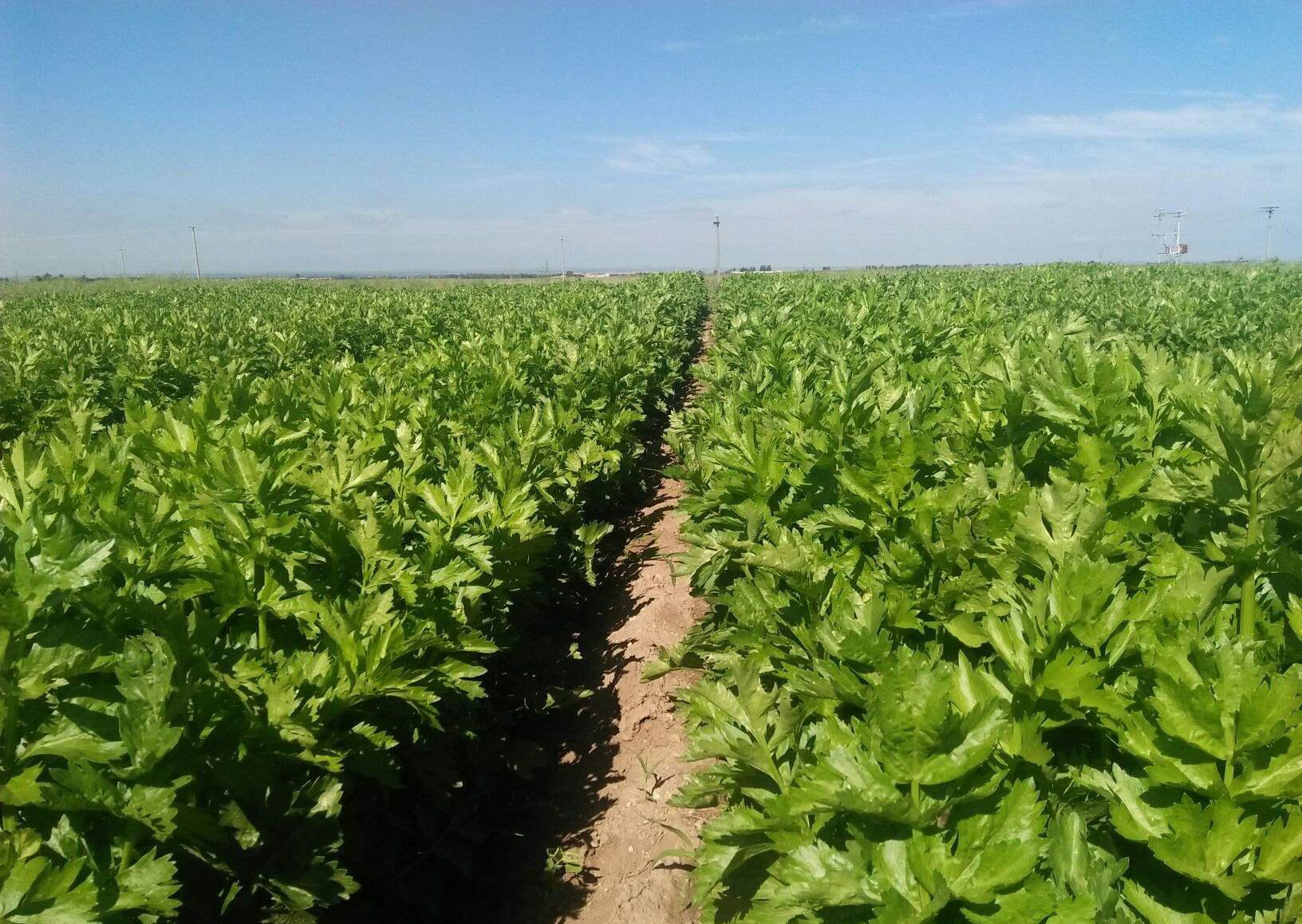 第一名降血脂蔬菜，探索健康秘密的寶藏，探索健康寶藏，第一名降血脂蔬菜揭秘