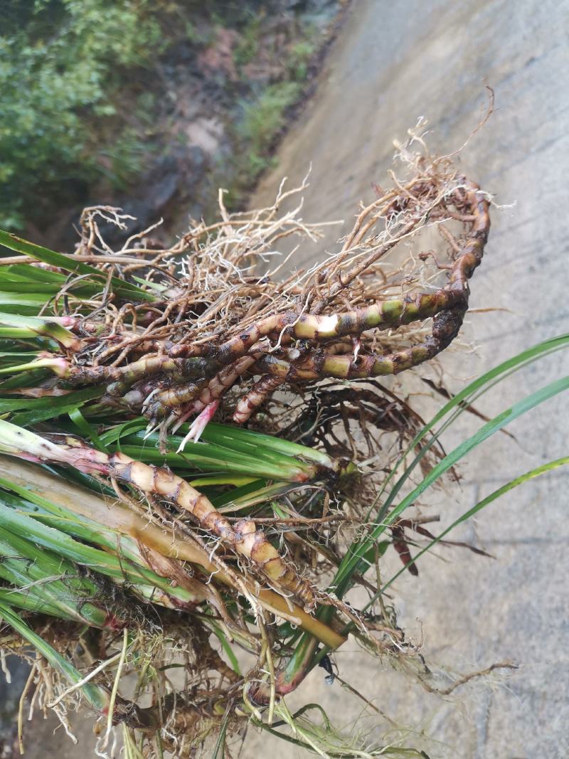 石菖蒲圖片，探尋自然之美與藥用價值，石菖蒲，自然之美與藥用價值的探尋圖片欣賞