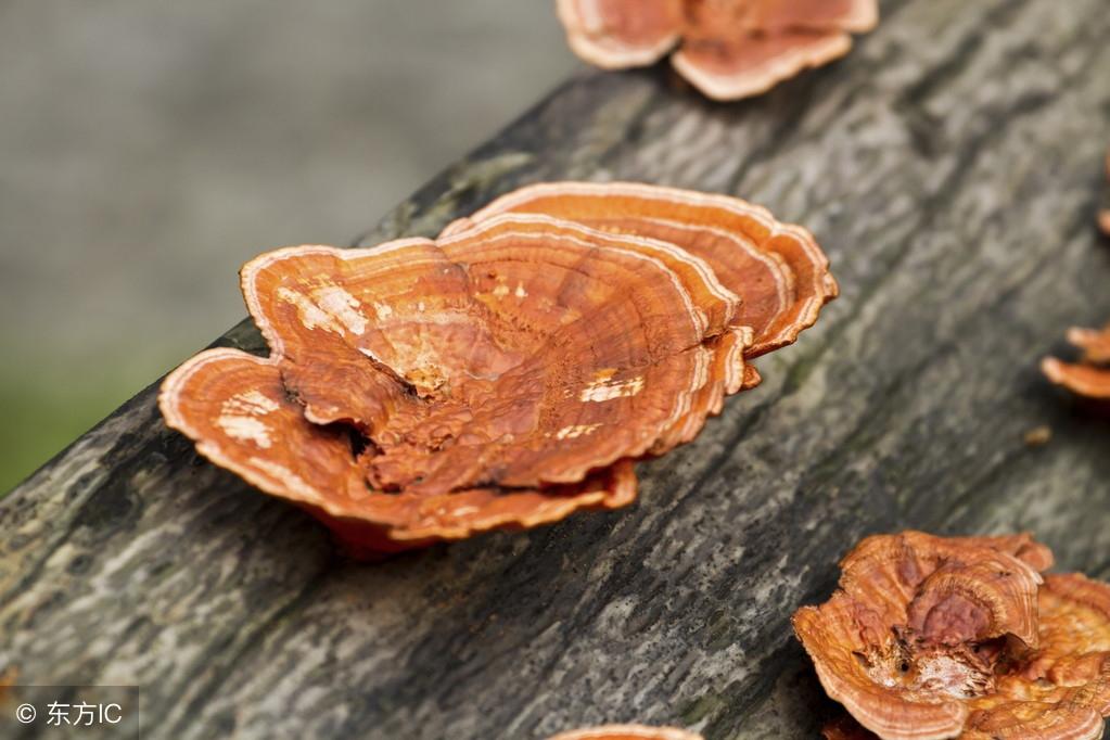 袍子粉的功效與作用，深入了解傳統(tǒng)中藥材的魅力，袍子粉的功效與作用，揭示傳統(tǒng)中藥材的奧秘與魅力