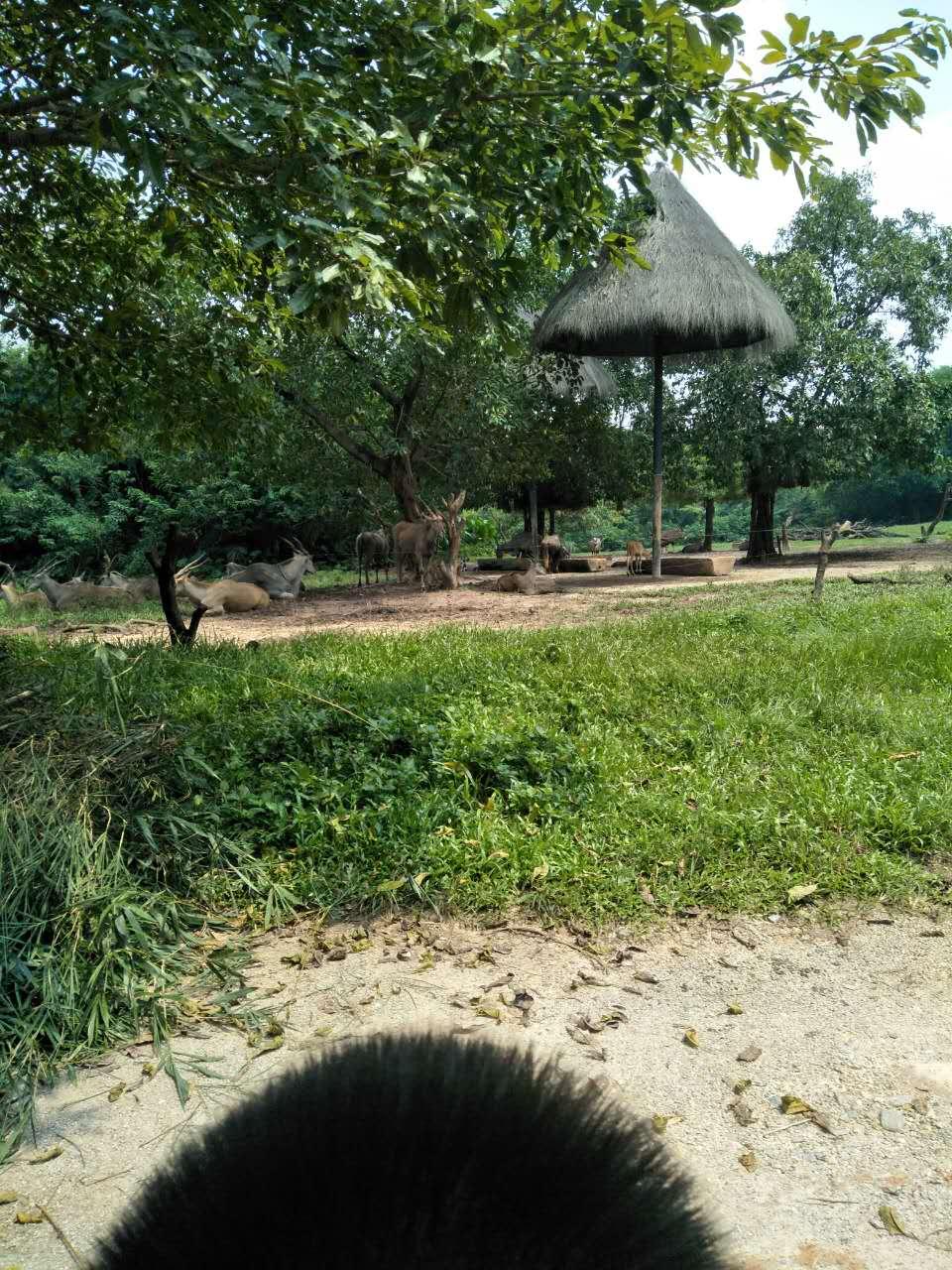 長隆野生動物園一日游攻略，探索野生世界的精彩之旅，長隆野生動物園一日游攻略，探索野生世界的精彩探險之旅